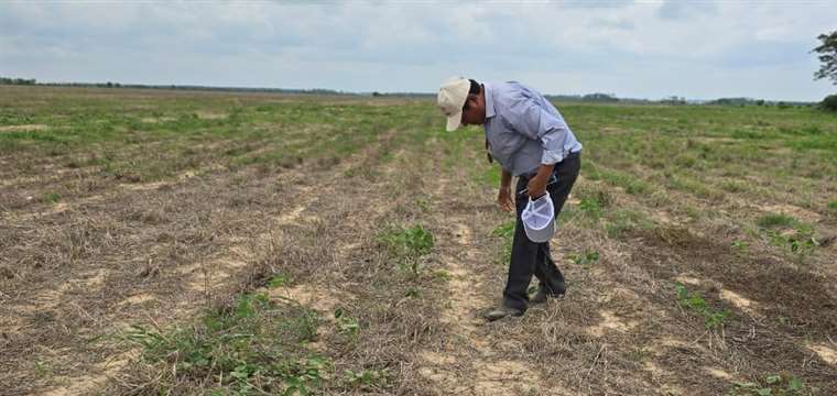 Soyeros prevén caída de la producción y merma en la generación de divisas