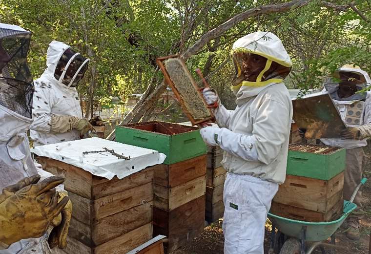 Miel del Mistol, producido en el Gran Chaco, gana Medalla de Oro en concurso mundial