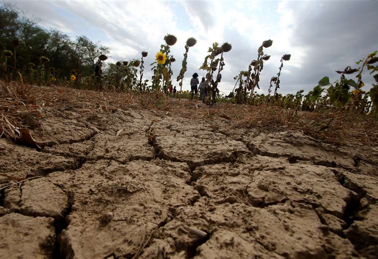 Sequía histórica en el agro causa pérdidas por $us 300 millones y productores piden reprogramación de créditos