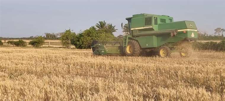 Efectos de la sequía: semillas de soya y trigo serán insuficientes para el invierno