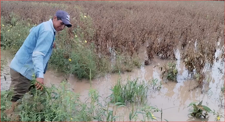 Hay más 400.000 hectáreas de maíz y soya bajo el agua en Ascensión de Guarayos