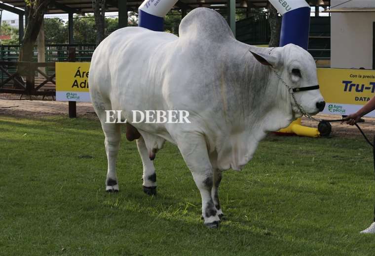 Rambo con 1.190 kilos es el más pesado de la Agropecruz 2024