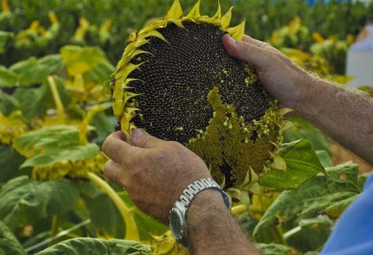 Productores denuncian que Iniaf paralizó durante 20 días la entrega de semillas debido al cambio de autoridades