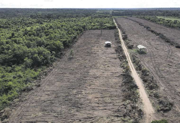 Santa Cruz y Beni concentran el 87% de los bosques perdidos en 2023