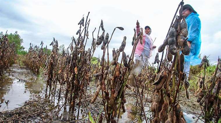 Las lluvias impiden cosechar el poco grano dejado por la sequía