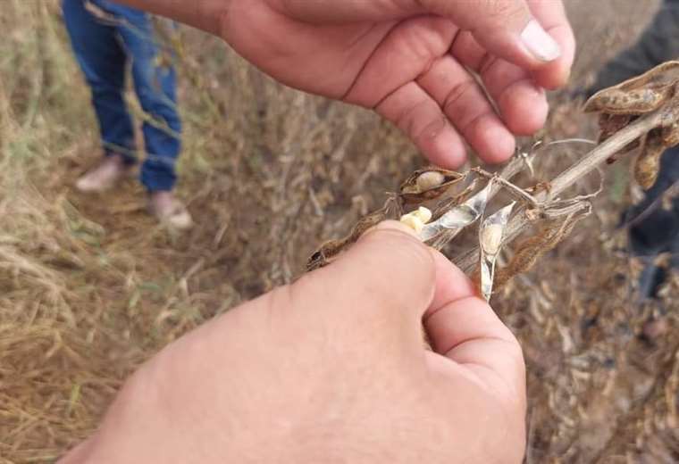 Pese a sequía “el abastecimiento interno de soya está plenamente garantizado”, según Anapo