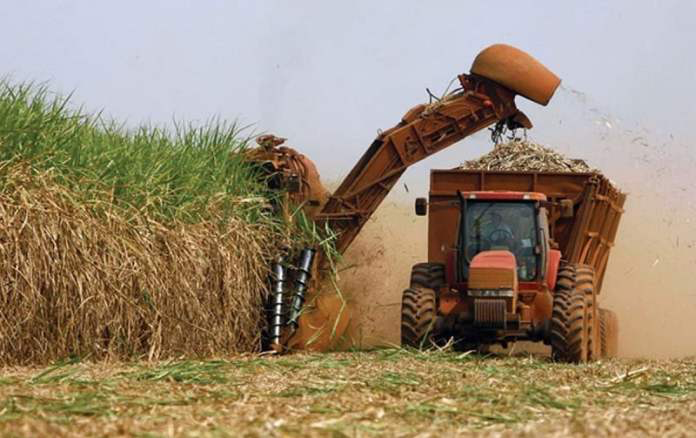 Brasil se consolida como mayor productor mundial de azúcar tras zafra histórica