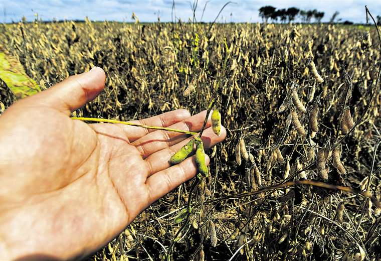 Rendimiento de soya cae un 54% y el acceso a biotecnología se estanca