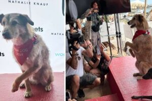 La Palma al mejor perro actor en Cannes se la lleva Kodi, estrella de «Le procès du chien»