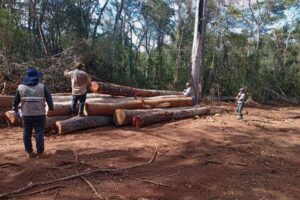 ABT secuestra 320 troncas de madera valuadas en Bs 130.000 en San Ignacio de Velasco