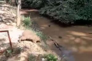 Capibara fue liberada en su hábitat natural