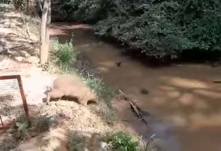 Capibara fue liberada en su hábitat natural