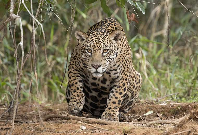 Jaguar escapa de un bioparque y dispara las alarmas en la ciudad; Policía confirma un fallecido