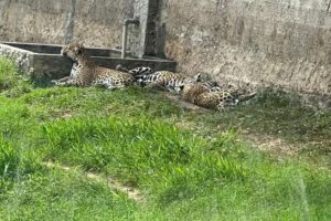 Carlos Castrillo: dedicó su vida a los animales silvestres y murió en las garras de un jaguar que cuidaba