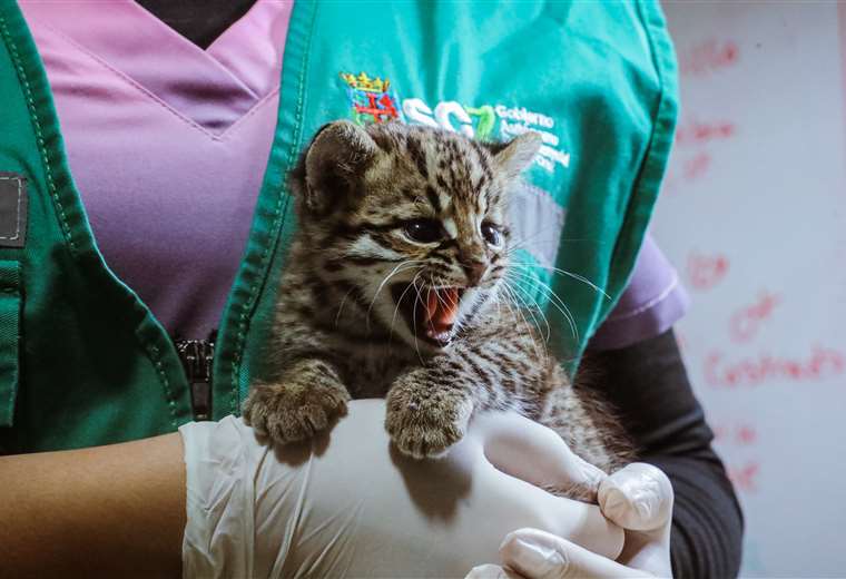 Rescatan dos cachorros de gato montés de plena carretera en Cuatro Cañadas