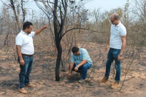 Reforestan con especie nativa las áreas afectadas por incendios en Roboré