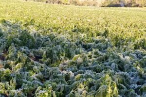 Heladas arrasaron con cultivos agrícolas en comunidades de dos municipios de Tarija