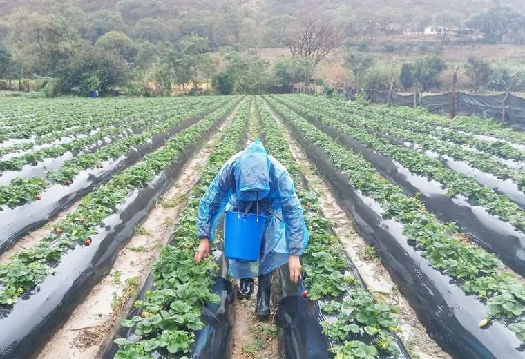 ¿Afectan o benefician las bajas temperaturas a los cultivos agrícolas?