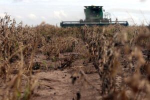 Anapo calcula pérdidas por $us 600 millones en las últimas dos campañas de granos