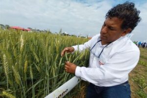 Anuncian celebración por el Día Nacional de Trigo, con una caída del 60% de su producción