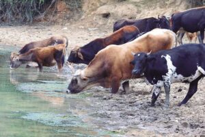 Gobierno decomisa 36 cabezas de ganado de contrabando e identifica puntos de salida ilegal de carne bovina