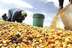 Estatal Emapa solo cubre el 13% de la demanda interna de tres alimentos en Bolivia