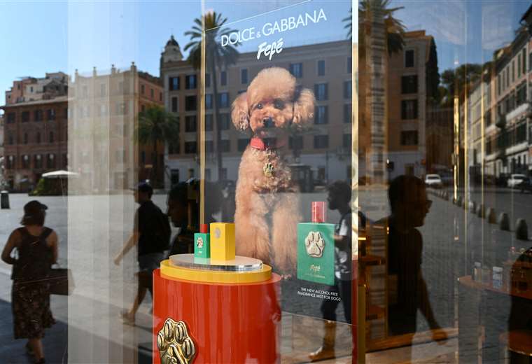 Dolce & Gabbana lanza un perfume para perros a más de 100 dólares