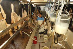 Gobierno y productores cochabambinos acuerdan congelar el precio de la leche