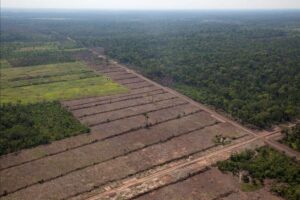 Cámara Forestal de Bolivia alerta sobre la destrucción legalizada de la reserva de Choré