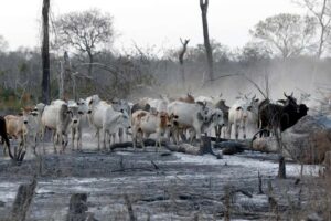 El Gobierno dice que el 60% de la superficie quemada son pastizales