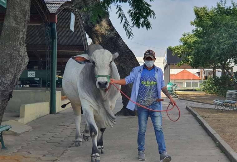 Asocebú anuncia actividades en Expocruz con juzgamientos y 15 remates de ganado