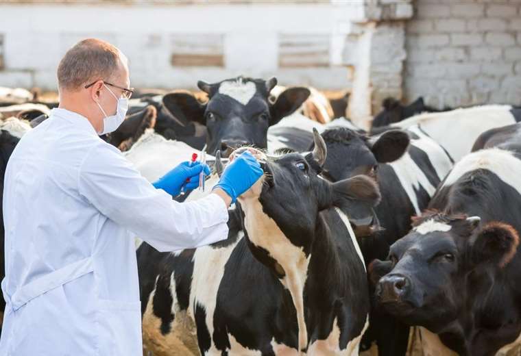 Expertos advierten sobre la necesidad de intensificar medidas preventivas ante riesgos de fiebre aftosa