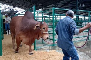 Expocruz 2024 arranca, con el ingreso de ganado de alto valor genético al campo ferial