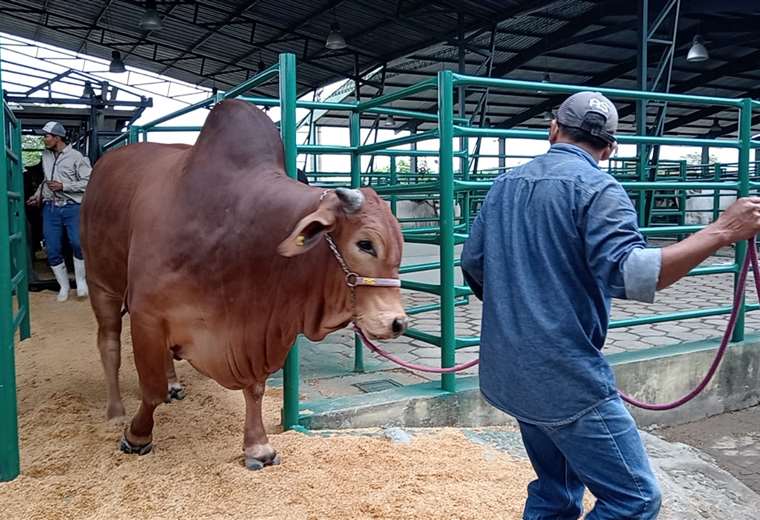 Expocruz 2024 arranca, con el ingreso de ganado de alto valor genético al campo ferial