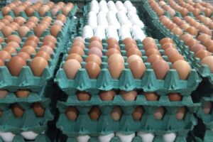 El 60% de la producción de huevos corresponde a Santa Cruz