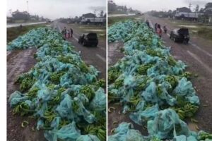 Productores de banana regalan su producción antes de que se pudra en medio del bloqueo evista