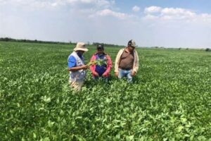 Empresarios destacan la autorización del uso de la Soya Intacta como un paso importante para “la producción de biocombustibles”