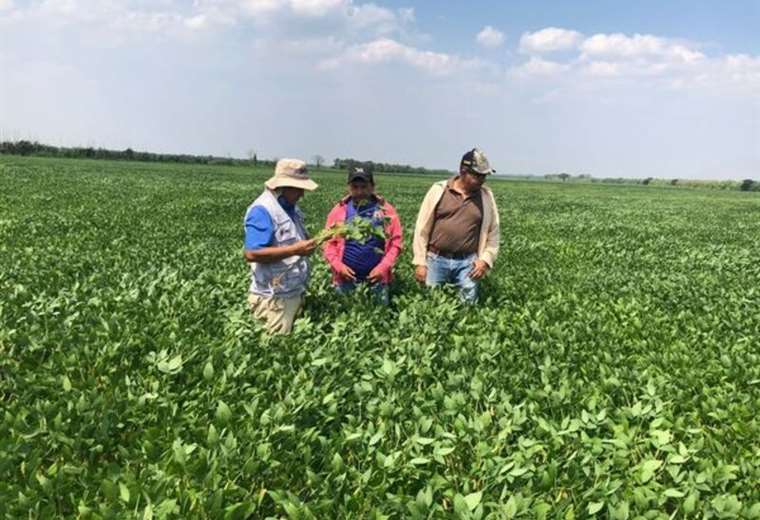 Empresarios destacan la autorización del uso de la Soya Intacta como un paso importante para “la producción de biocombustibles”