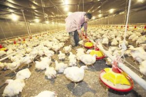 “Hay sectores que ya están paralizando actividades” en Cochabamba y avicultores deberán sacrificar a 9 millones de aves por falta de alimento