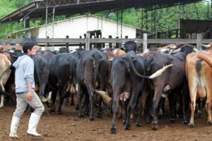 Ganaderos se ven obligados a rematar su ganado a mitad de precio ante la escasez de forraje