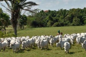 El auge de la ganadería, uno de los fenómenos asociados a la deforestación en Bolivia, según estudio del Cedla