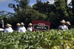 Soyeros consideran un hito aprobación de soya Intacta,pese a que se destinará solo para producir biocombustibles