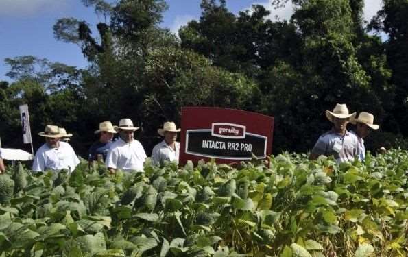 Soyeros consideran un hito aprobación de soya Intacta,pese a que se destinará solo para producir biocombustibles