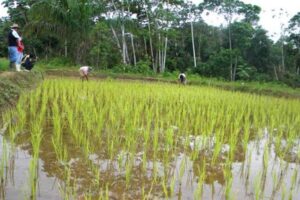 Falta de diésel pone en riesgo la siembra de arroz en Beni y puede agudizar escasez en los mercados del país