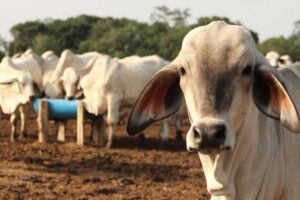 En Concepción, productor que no actualice su población bovina será bloqueado